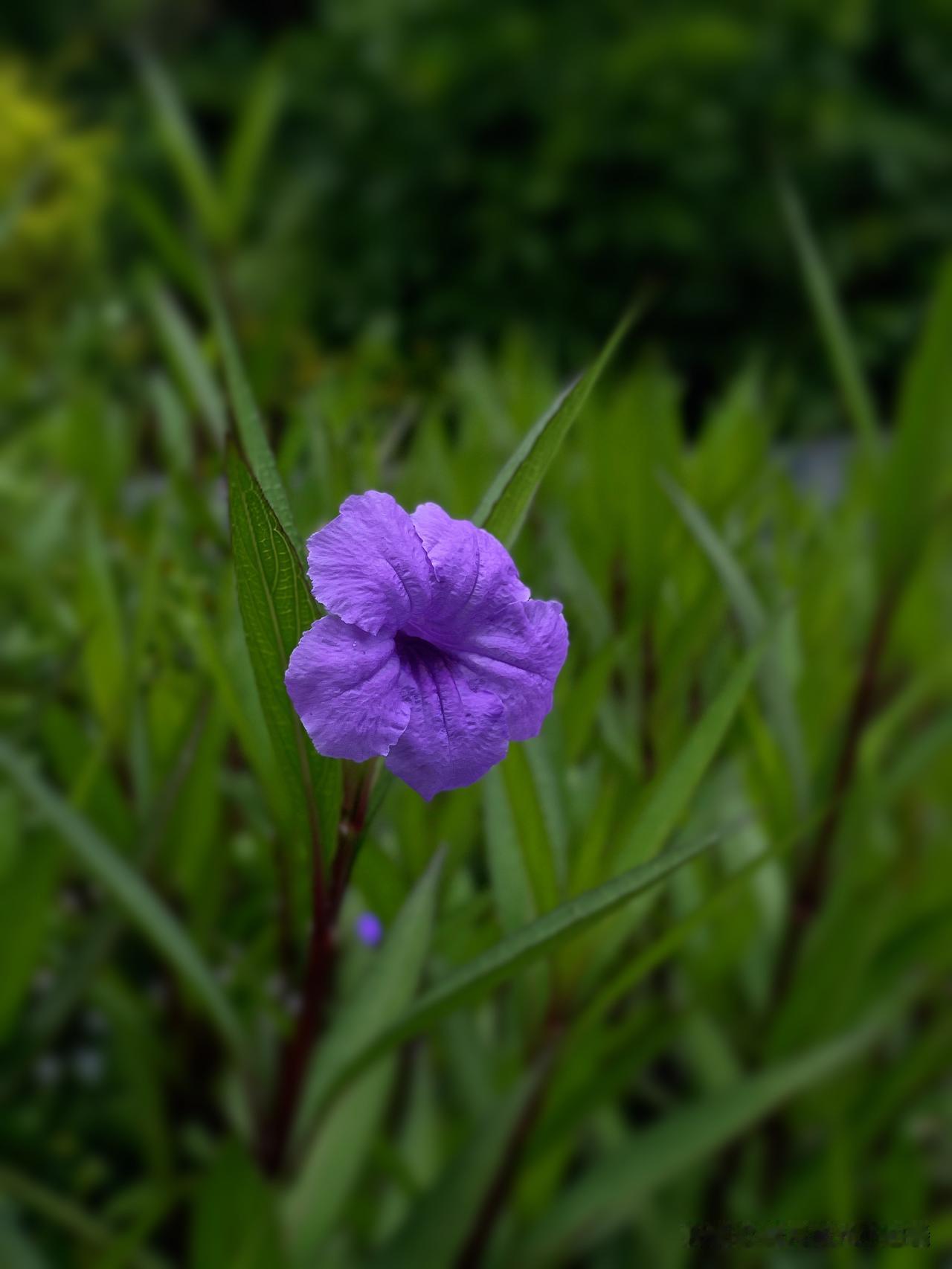 紫花映绿草，芳菲满径香。