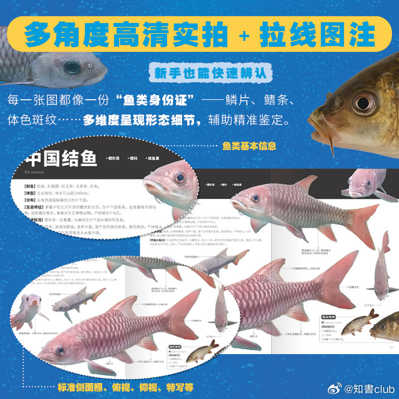 知書club 新书介绍丨本书是一本面向大众的中国原生鱼类观察科普图鉴，旨在以生动