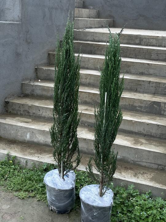 天晴继续种花