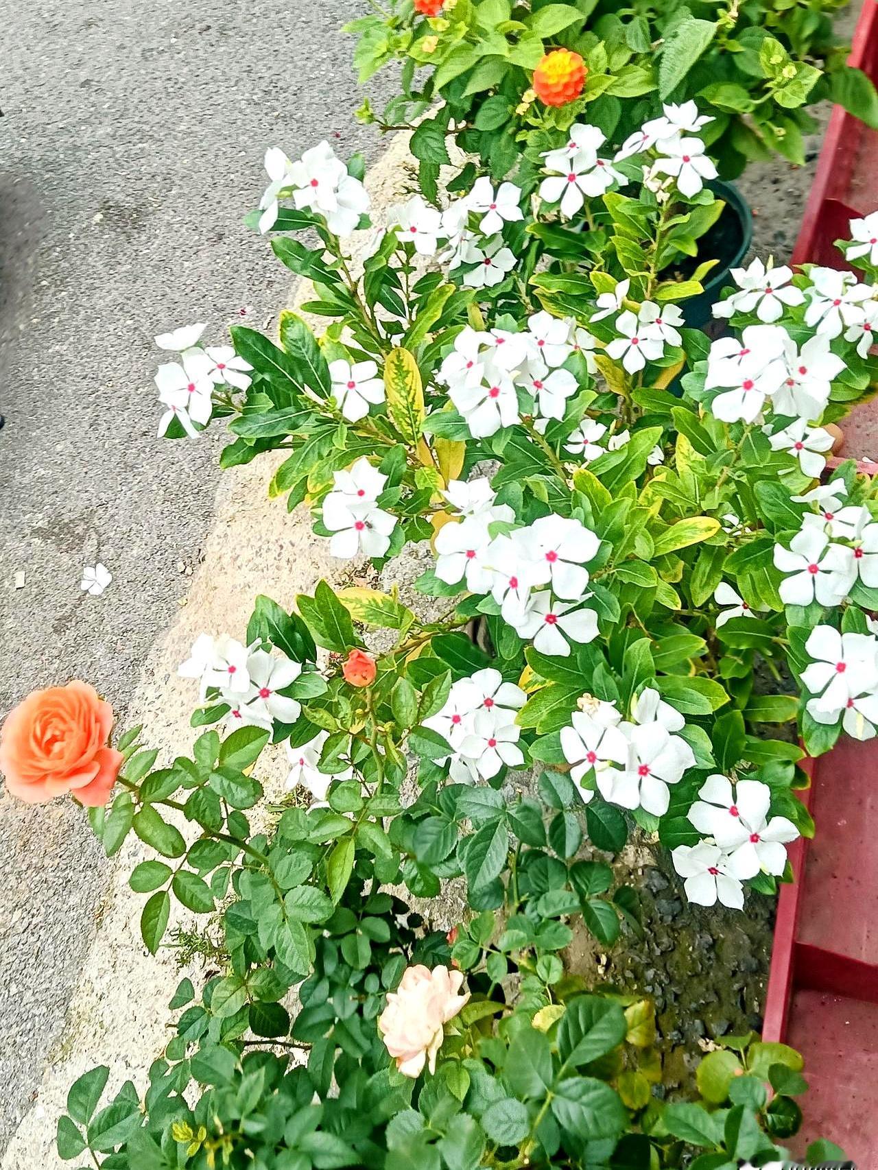 儿媳喊不喊爸妈，真别太较真。
过日子这事，靠的不是一句称呼，而是你自己手里有没有