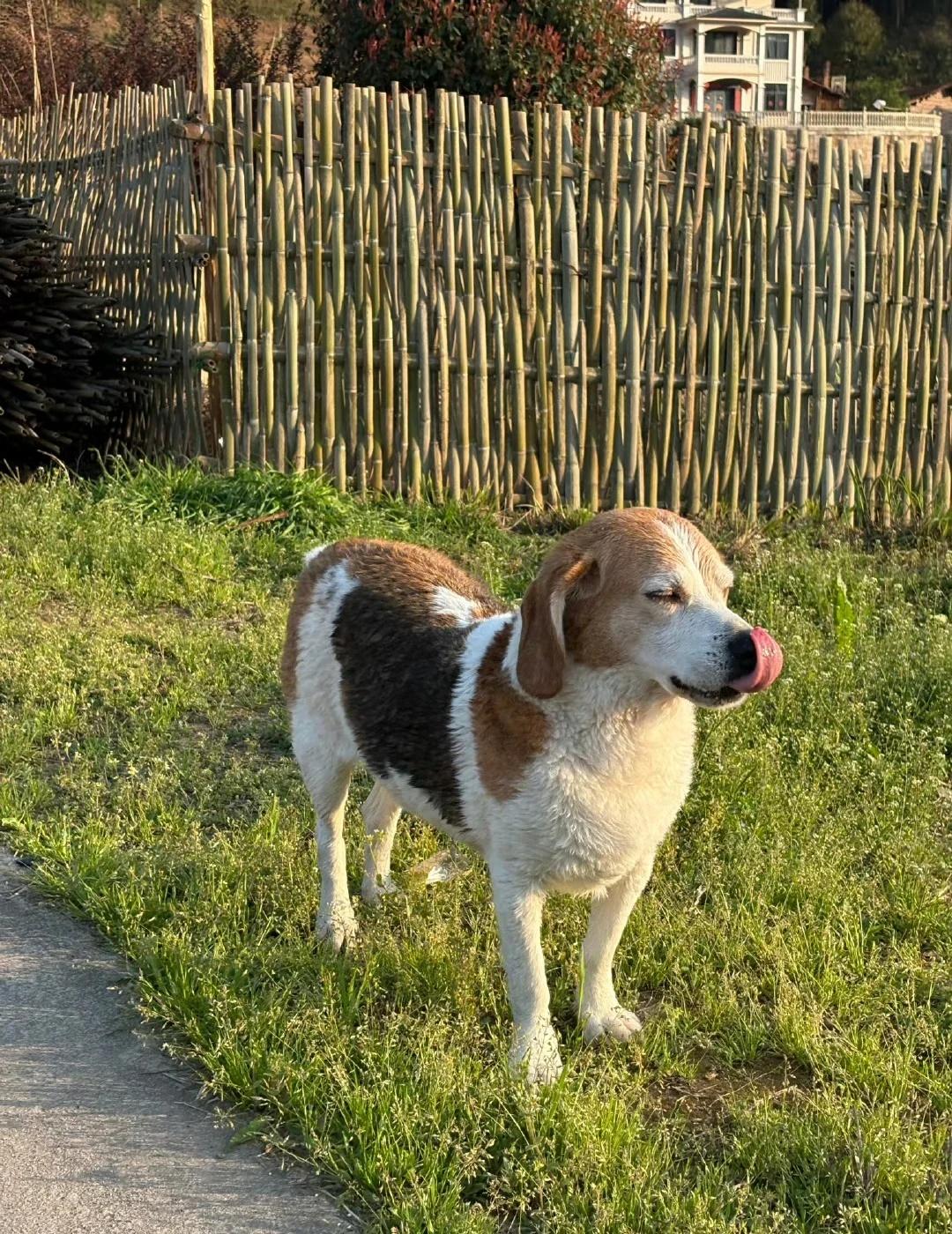 为什么我的舌头舔不到鼻尖？
比格钱钱 嘴大吃四方 你说嘴巴嘟嘟嘟嘟嘟嘟嘟 狐媚子