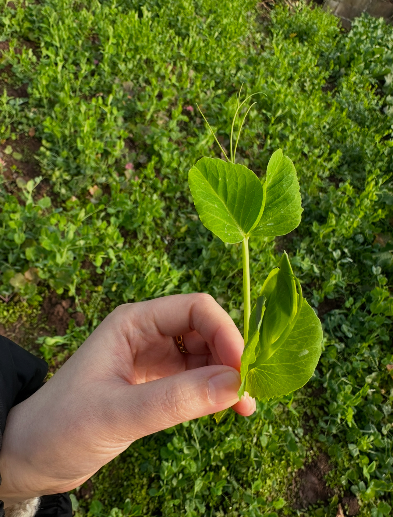 🔻豌豆颠儿最好吃的就是我掐的这点。 