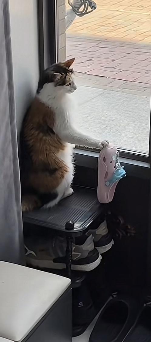 猫咪的日常：窗边小憩，鞋边玩耍