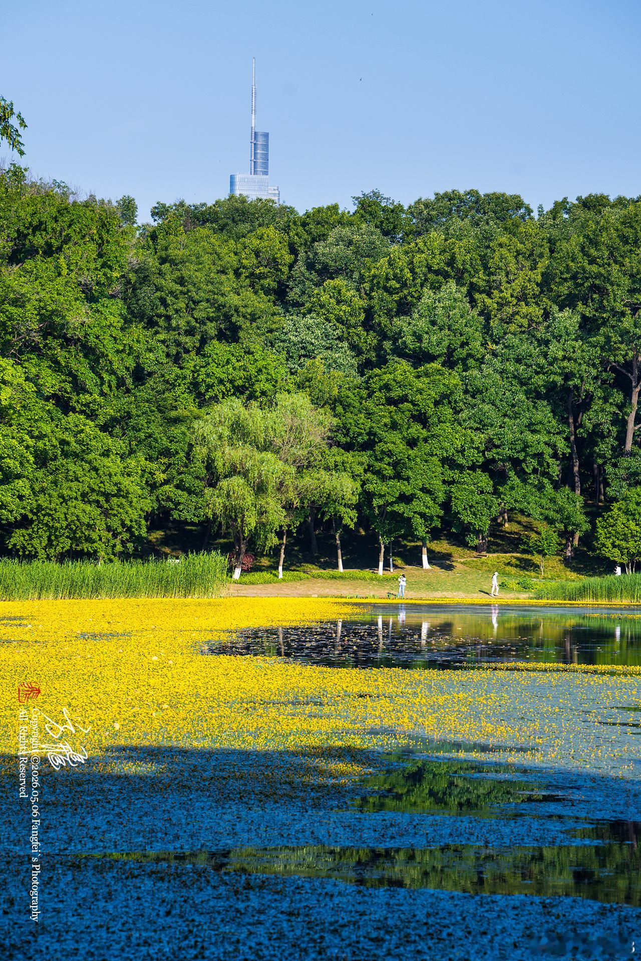 南京琵琶湖｜立夏限定金黄荇菜太美了立夏入夏，湖光入眼🌿琵琶湖 一城一墙一湖一荇