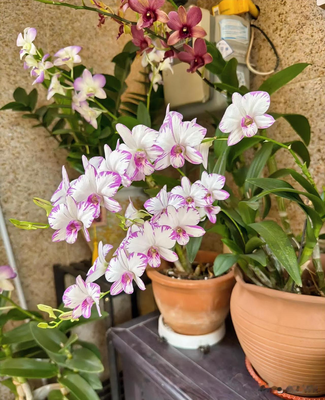 一根花茎上串了七八朵花，奶白色的花瓣上泼着深紫的斑点，像随手甩上去的墨痕，连花芯