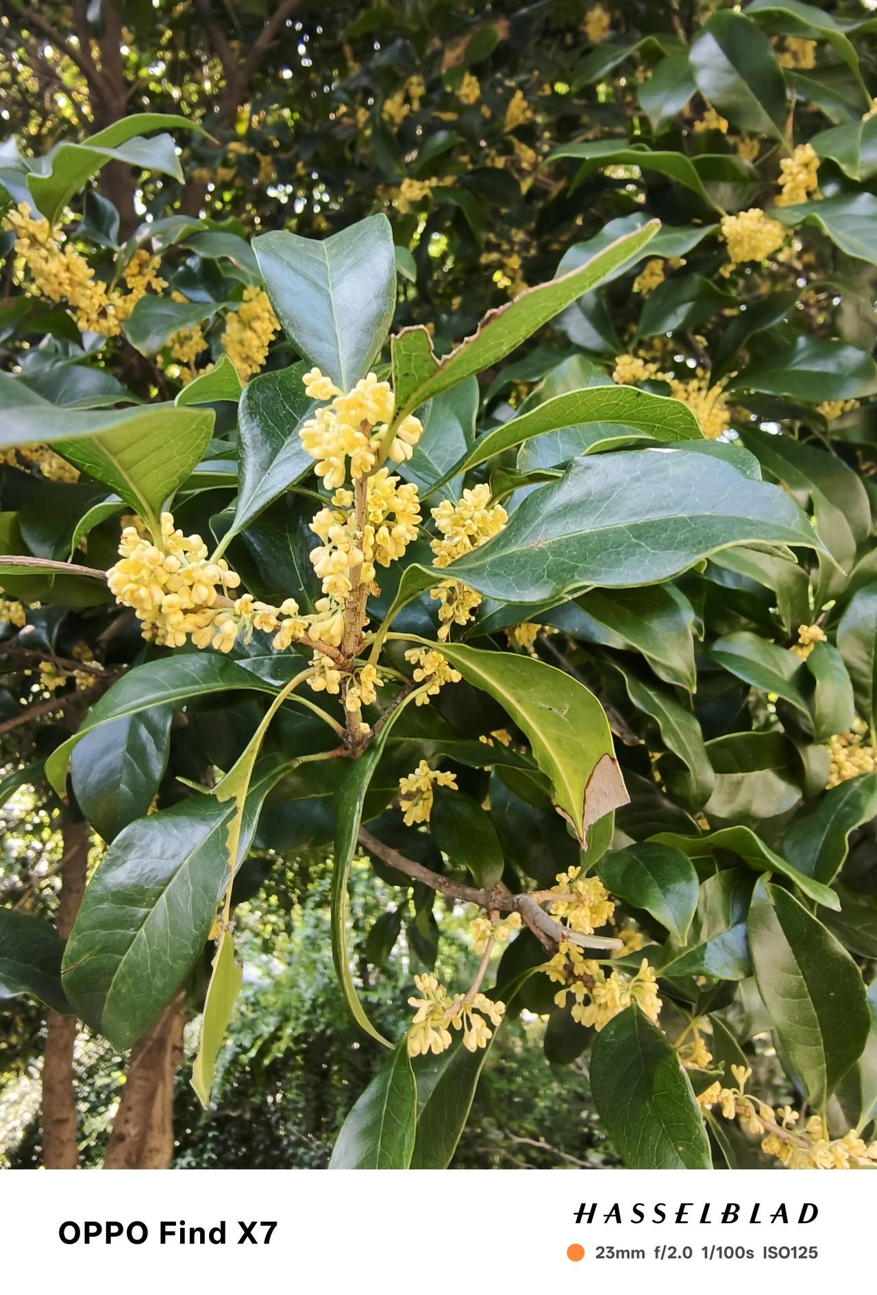 梅园，寄畅园一季桂香，不负秋光
 
去年的桂花姗姗来迟，总觉得秋天少了点味道。