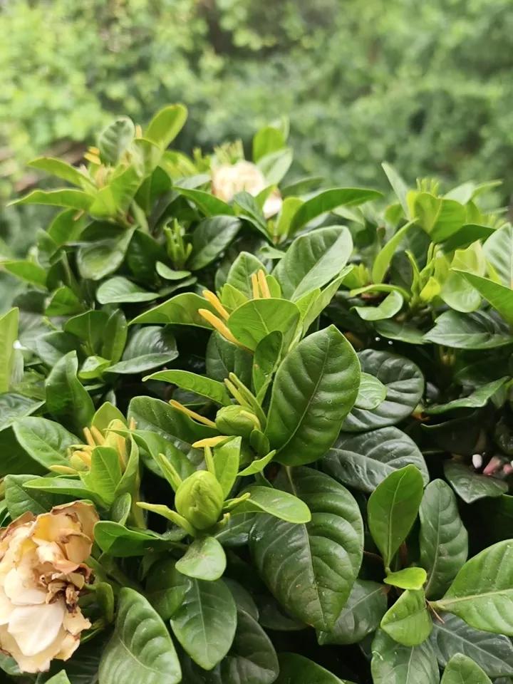 栀子花要开了，静候那一缕清香