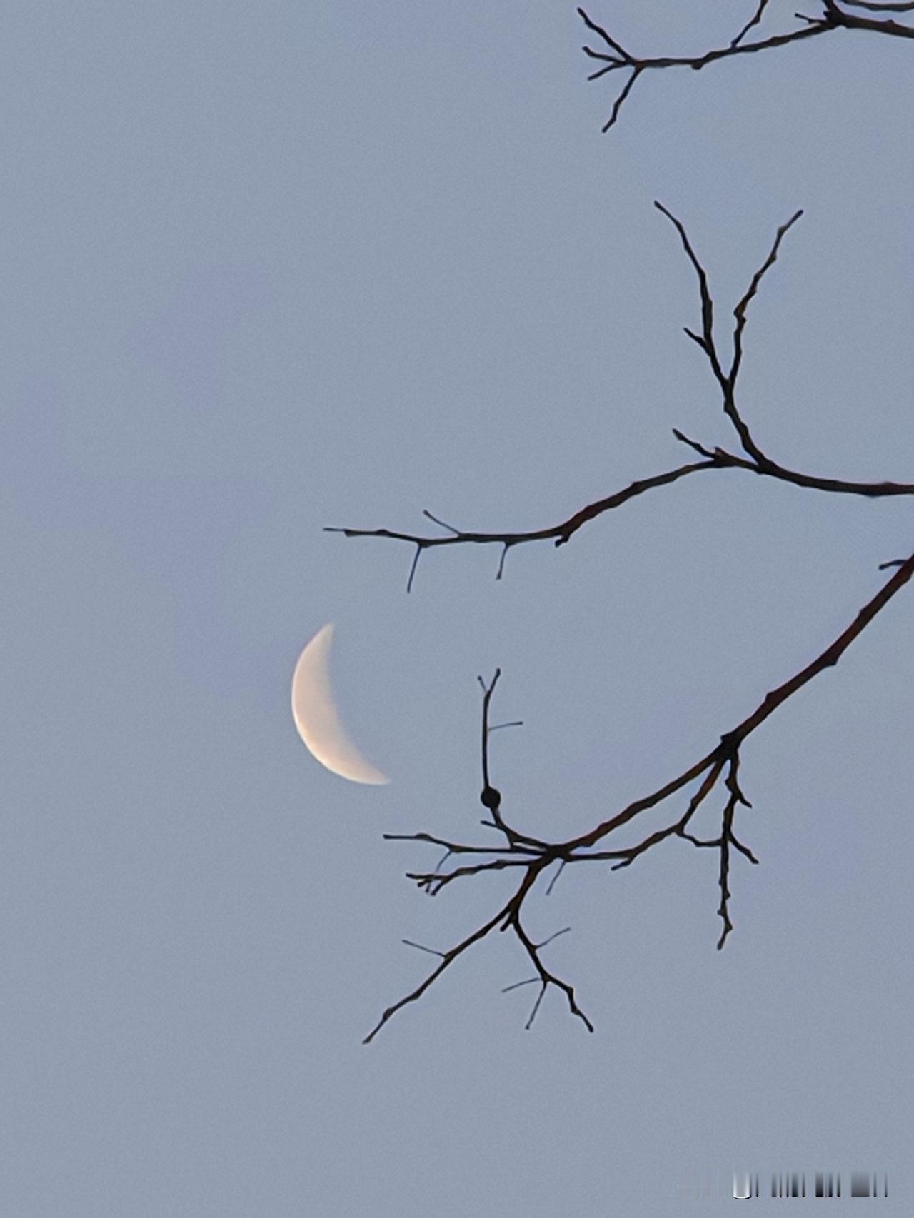 它褪去了夜的清辉，薄得像一片被风揉皱的霜，像一位中国仕女画上美女的一弯眉。树枝还