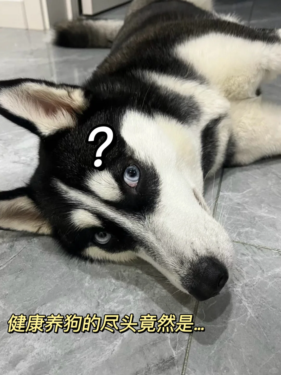 健康养狗的尽头居然是🥴...