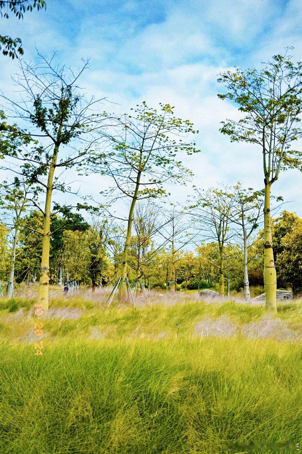 【东江滨公园】

粉色的花穗，似云似雾，粉黛乱子草的盛花期到了，来公园里邂逅美好