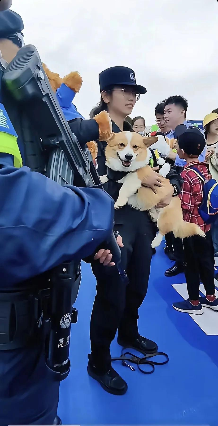 福仔竟然还会笑，做梦也笑醒。狗狗中的大明星，这就是潍坊警犬柯基福仔。