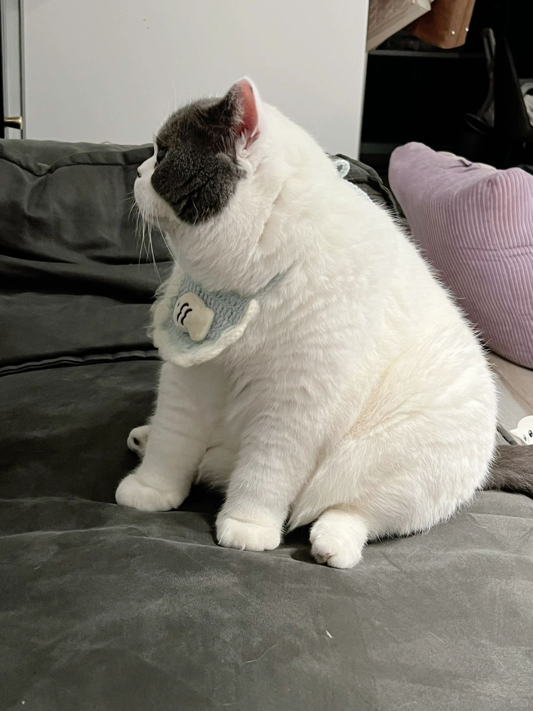 巨无霸饭团猪猫🍙