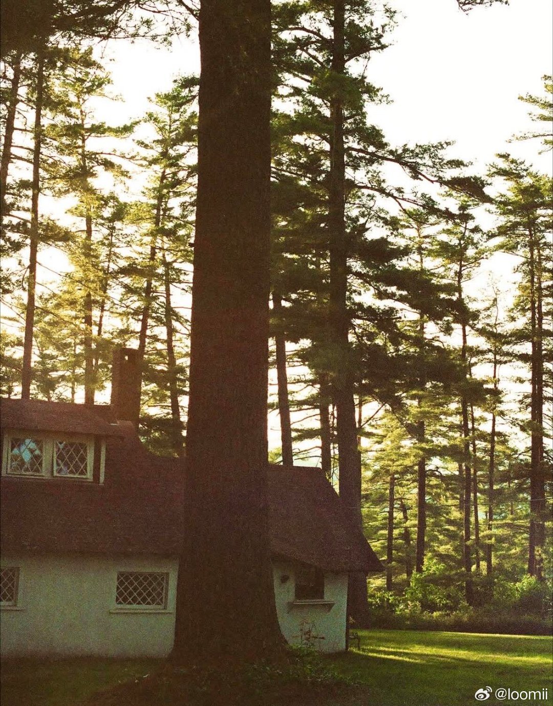 木屋里藏着温柔时光，收集草木与野花留住山野夏天