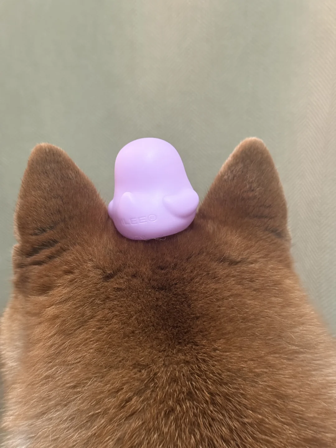 柴犬这狗管得太宽了