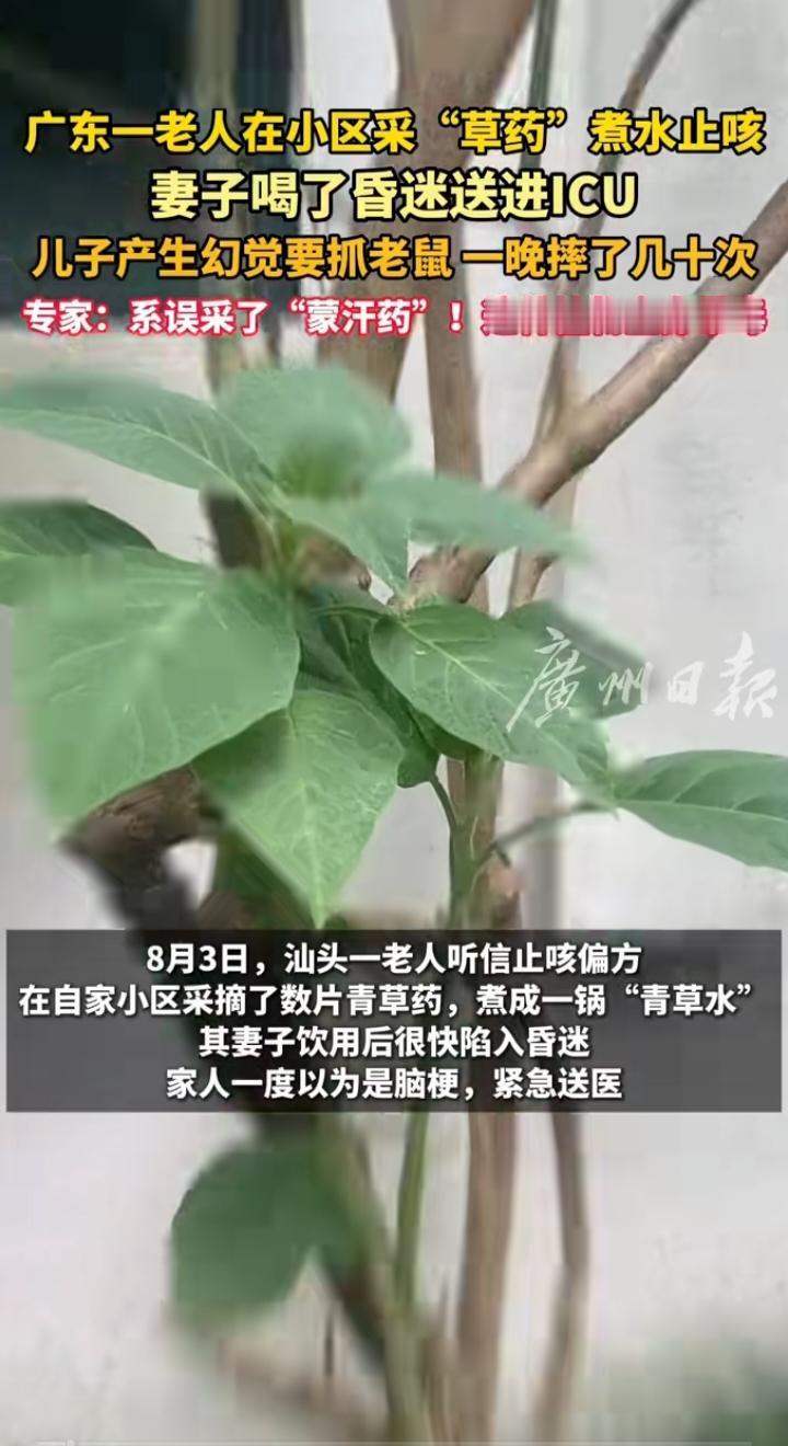 小区采“草药”止咳，妻子进ICU儿子摔几十次：小说里的“蒙汗药”，就在你身边
 