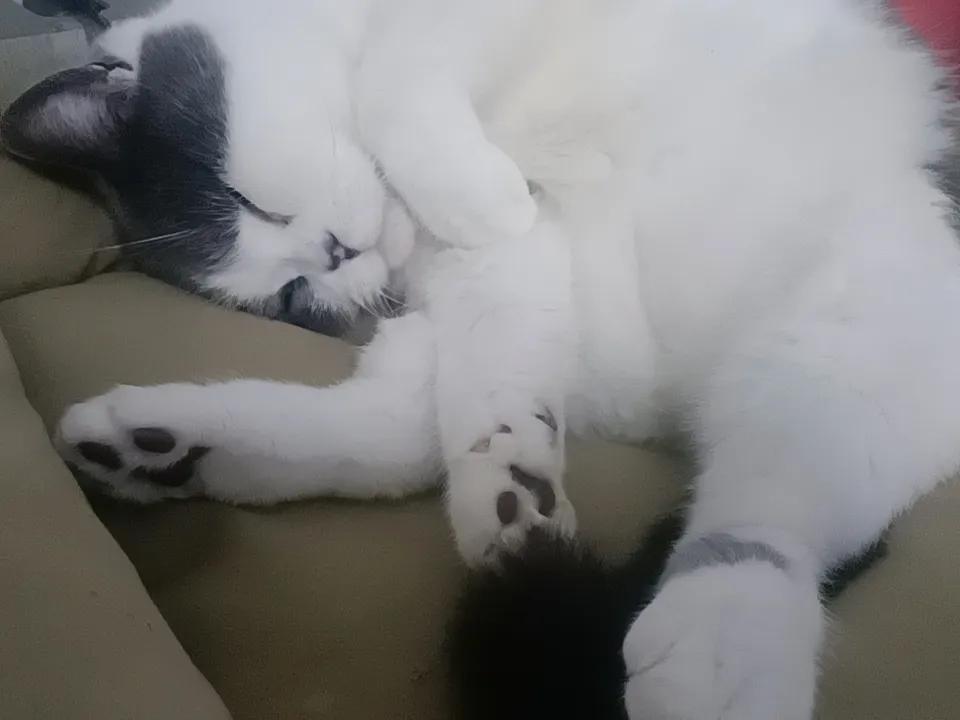 最近网上有一只三花猫大开门火了 ，于是各种AI作品也随之诞生 ，模仿秀也千奇百怪