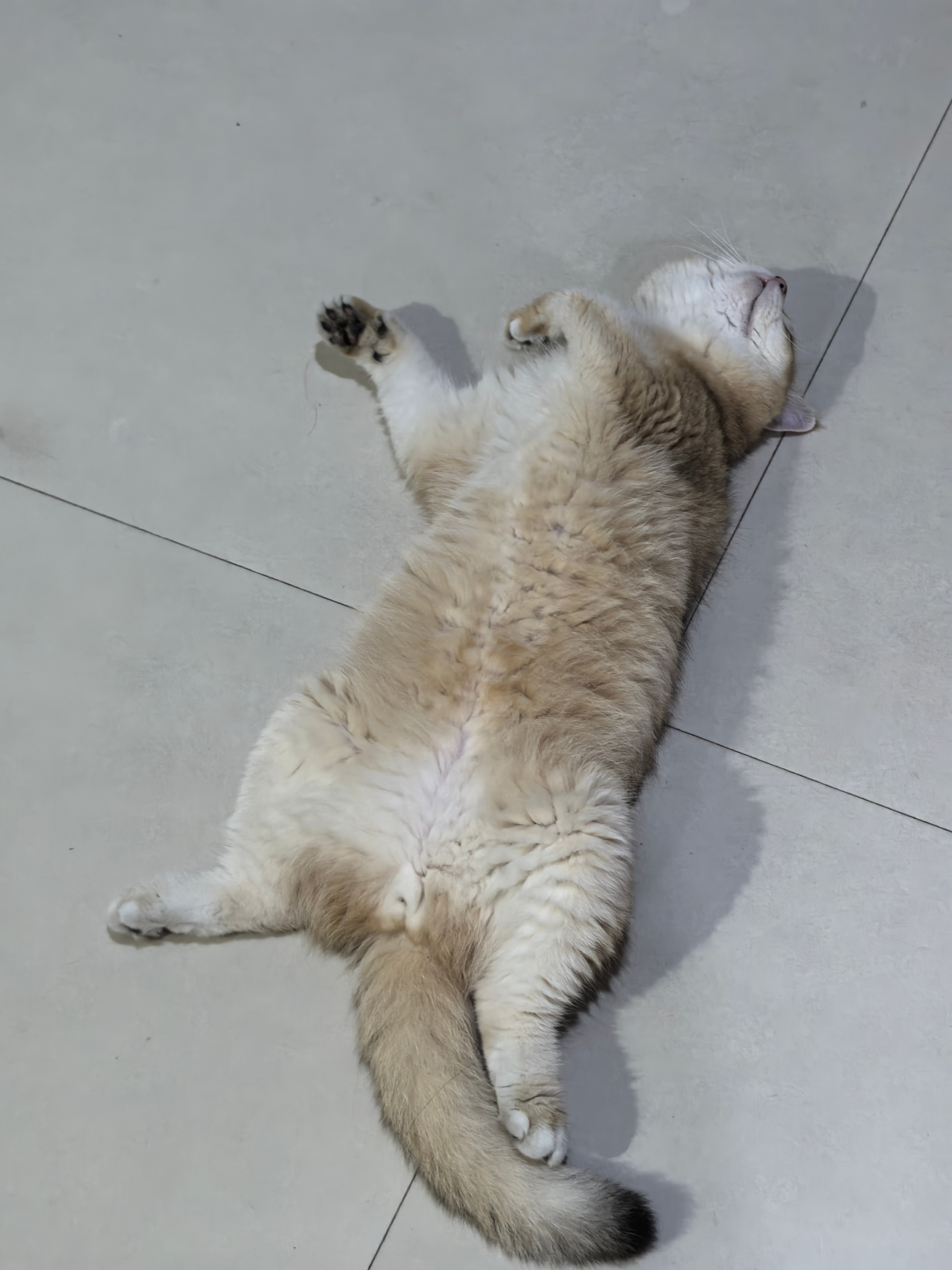 一到夏天，我家猫咪就这样的睡姿