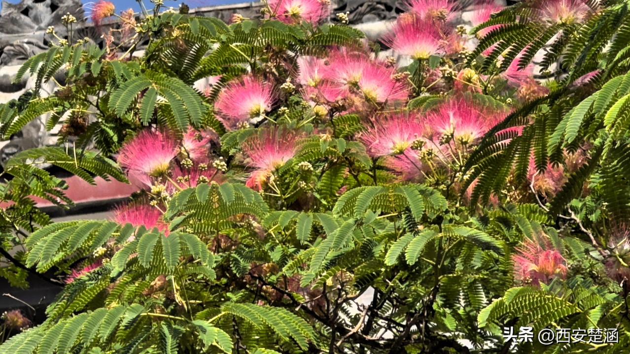 绒绒烟火落枝头，遇见温柔合欢花

仲夏的惊喜，藏在街头满树蓬松柔软的合欢花里。细