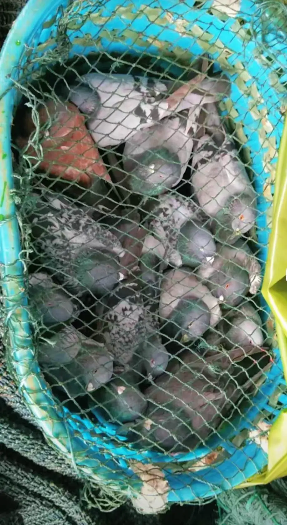 台鸽下船 台湾海翔赛鸽 好货分享 看过来 收获满满