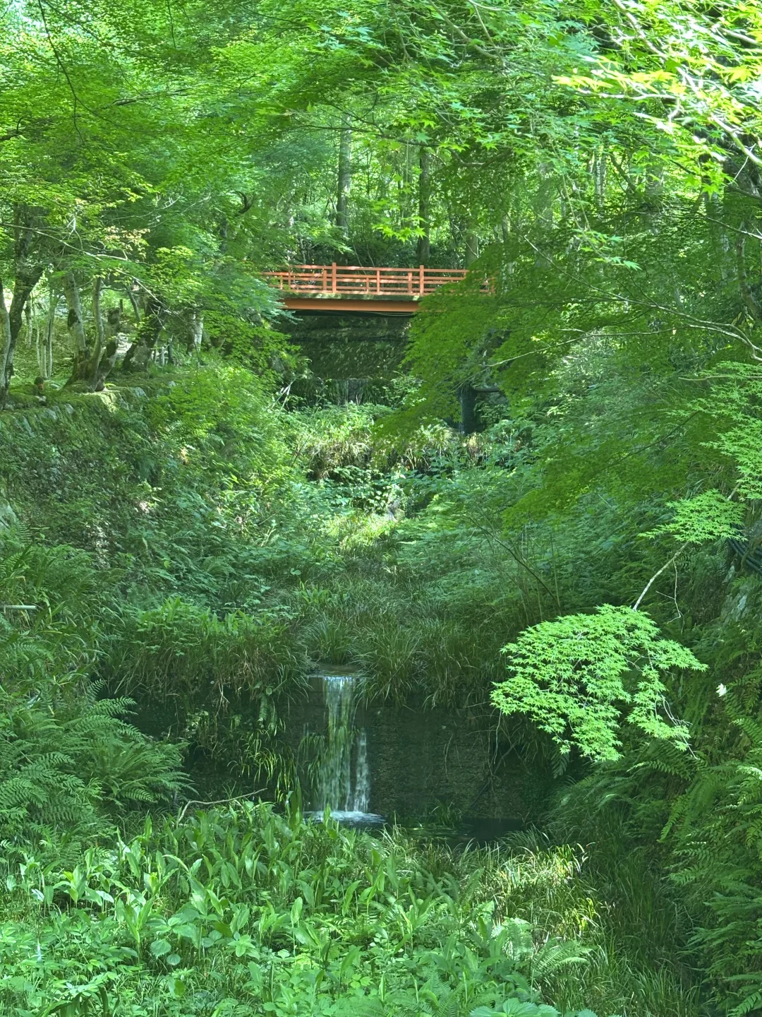 京都的初夏🍃
