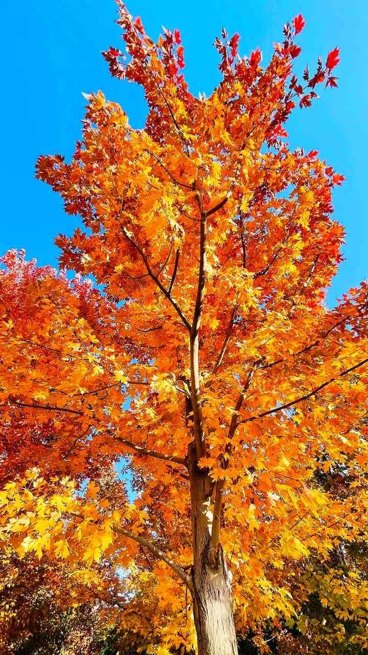 金风拂遍万山黄，秋意漫阶客念长。
篱菊噙香凝露厚，疏桐弄影落阶凉。
临窗欲赋三分