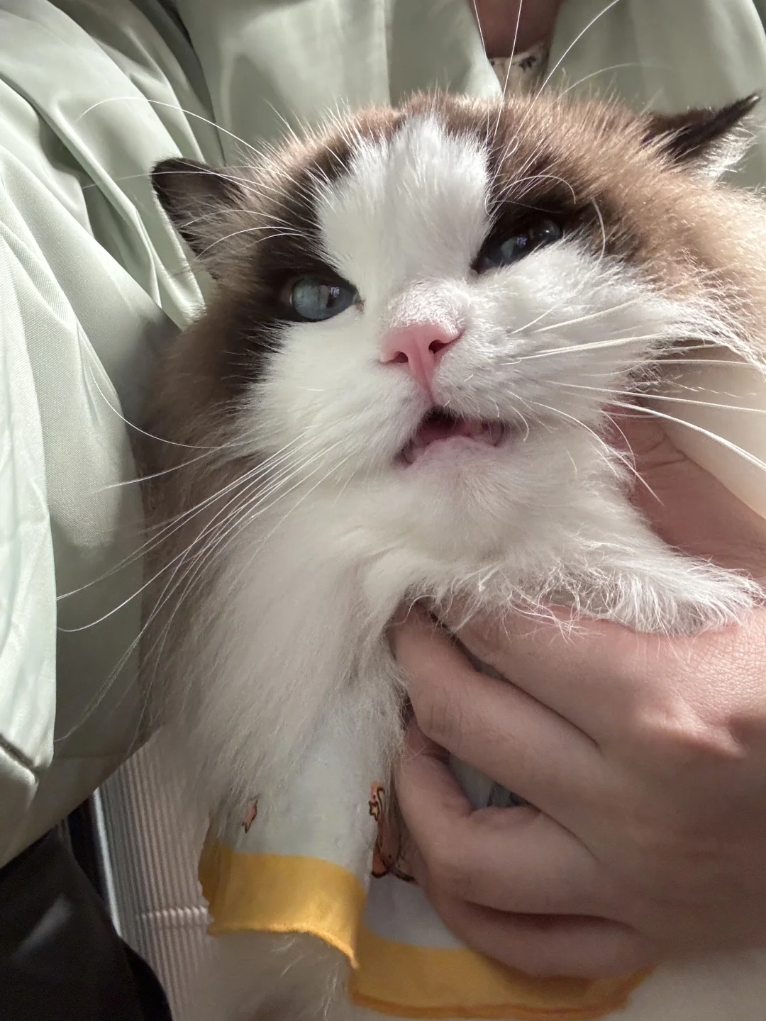 我的小猫很好欺负😈