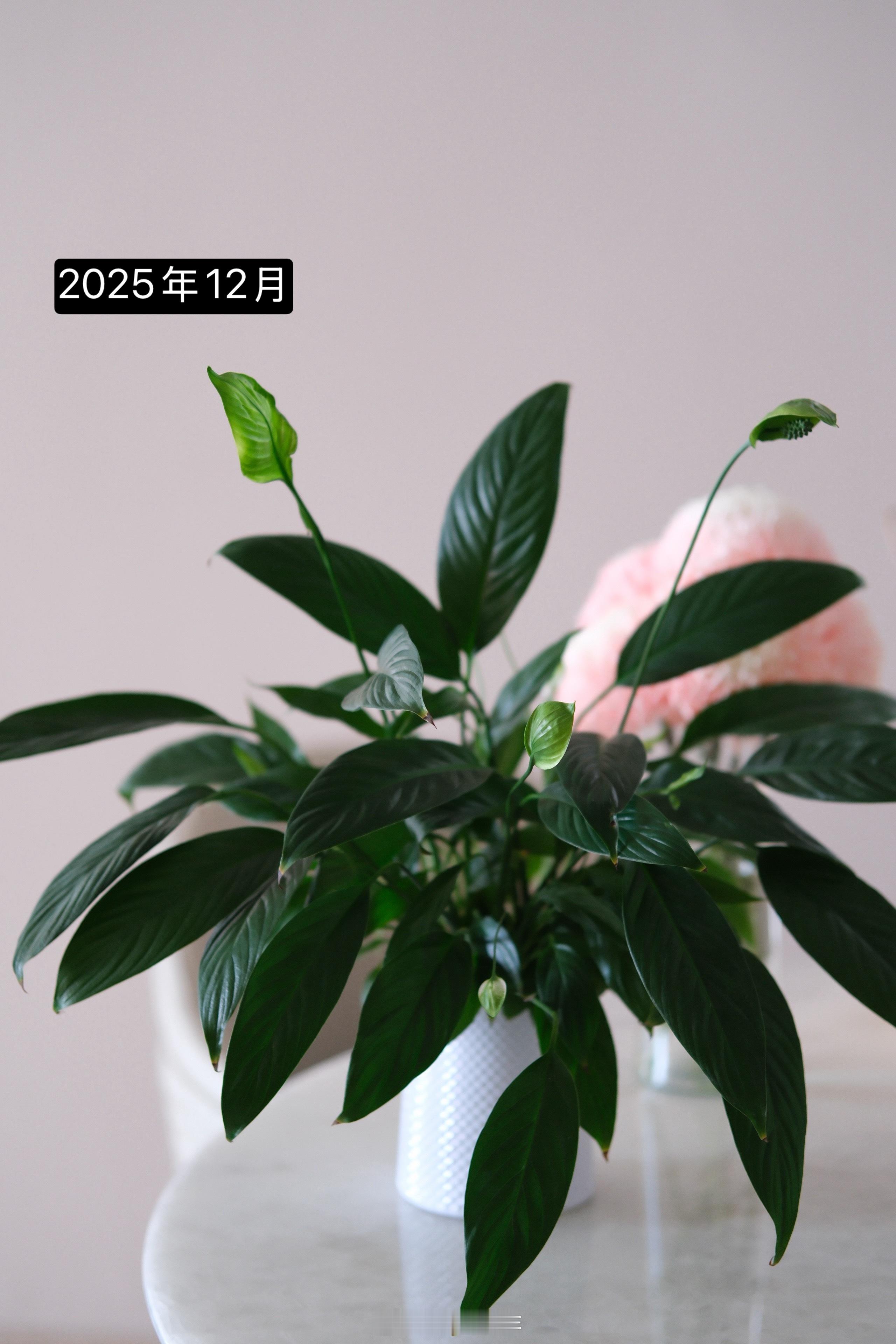 植物杀手去养白掌🪴太好养了，寓意也好，一帆风顺。去年朴朴超市9.9元买的水培白