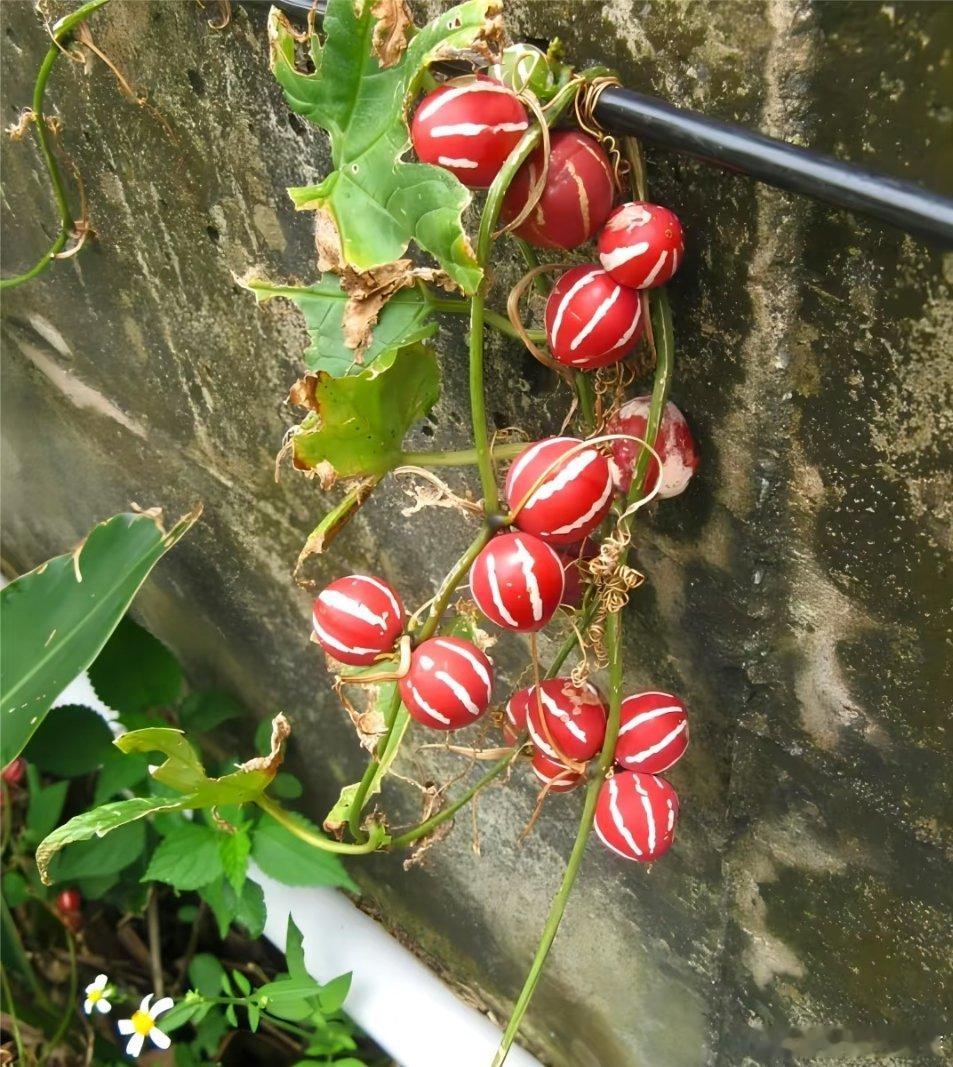认识神秘植物：斑纹浆果——毒瓜（Diplocyclos palmatus）今天来