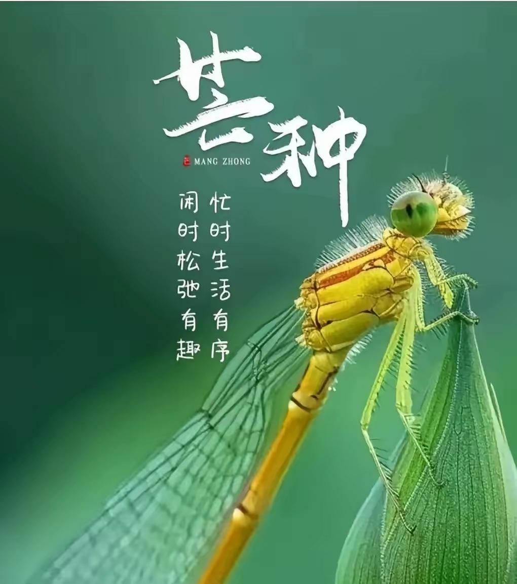 《芒种时节·戏曲长歌》

（西皮导板）芒种时节麦浪翻，  
（慢板）金波涌动映长