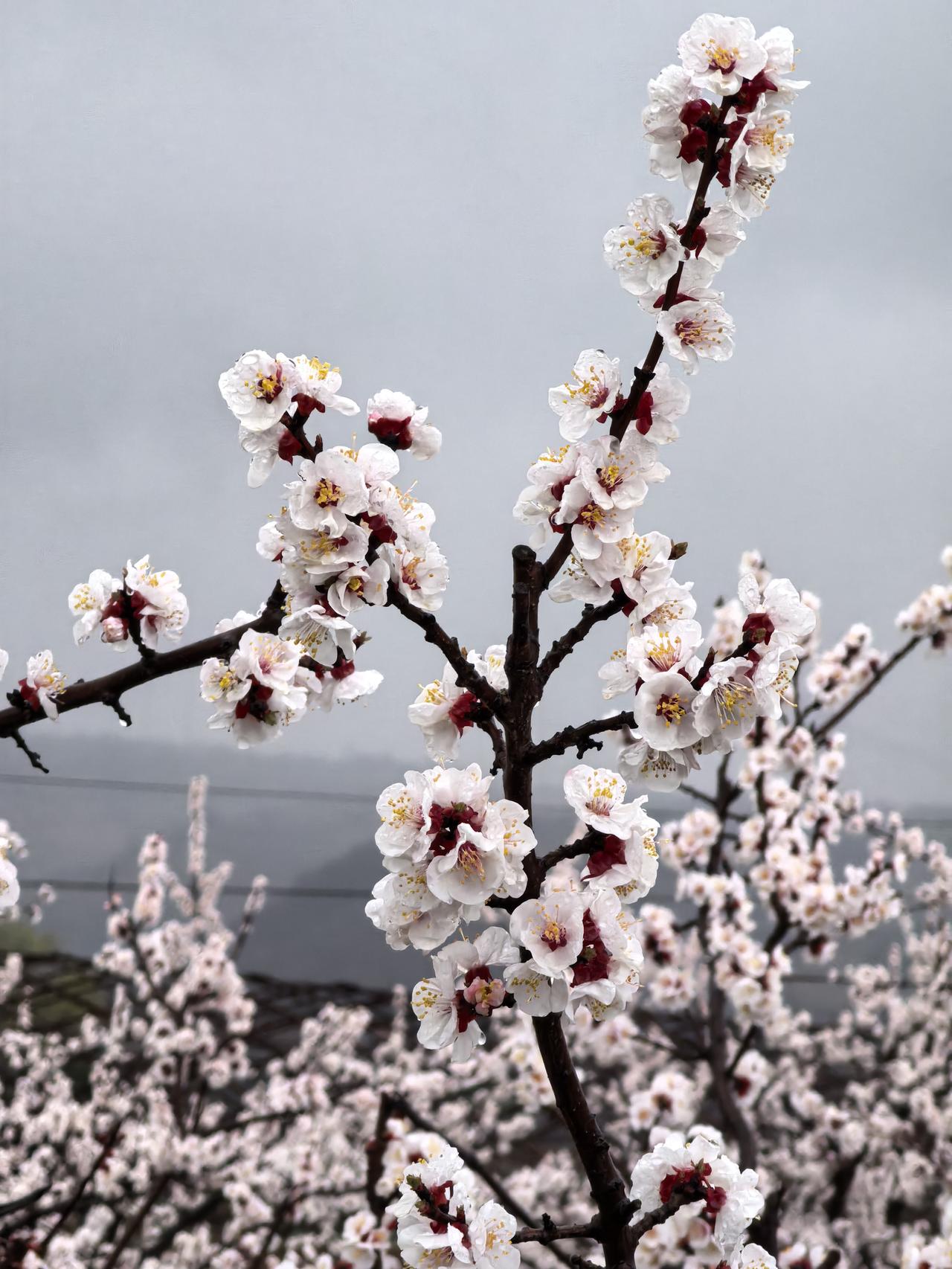 冬去春来，走进春天，又是一年梨花开！