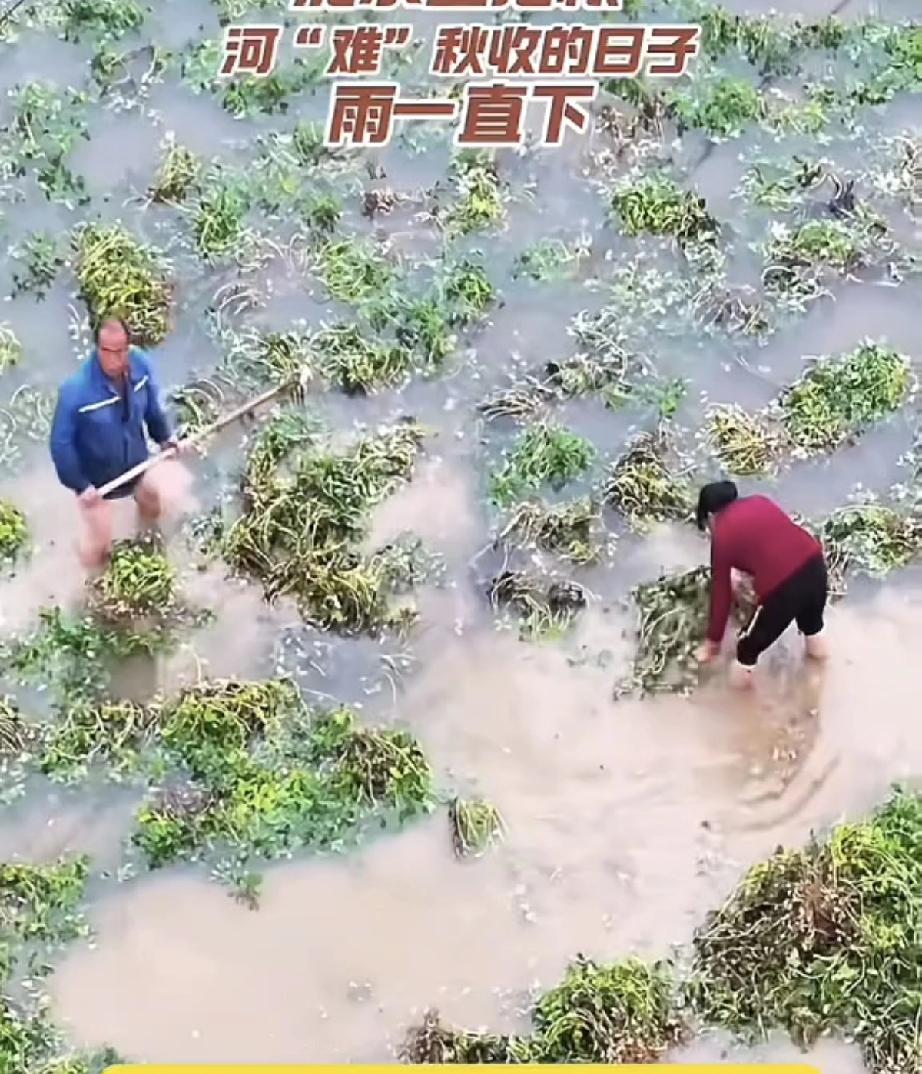 难道是受灾的还不够严重吗？难道他们不该被关注吗？咱们今天说一下秋收，现在很多地方