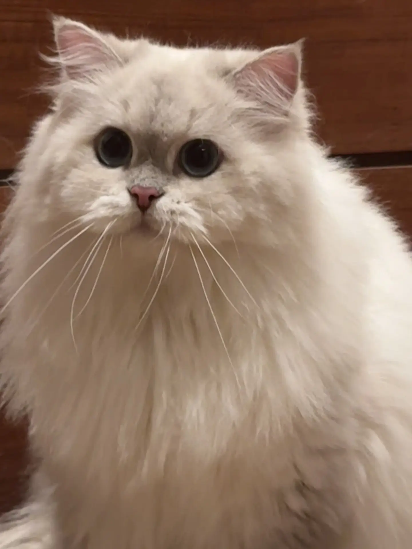 泥嚎，我系汪汪呀❤️。