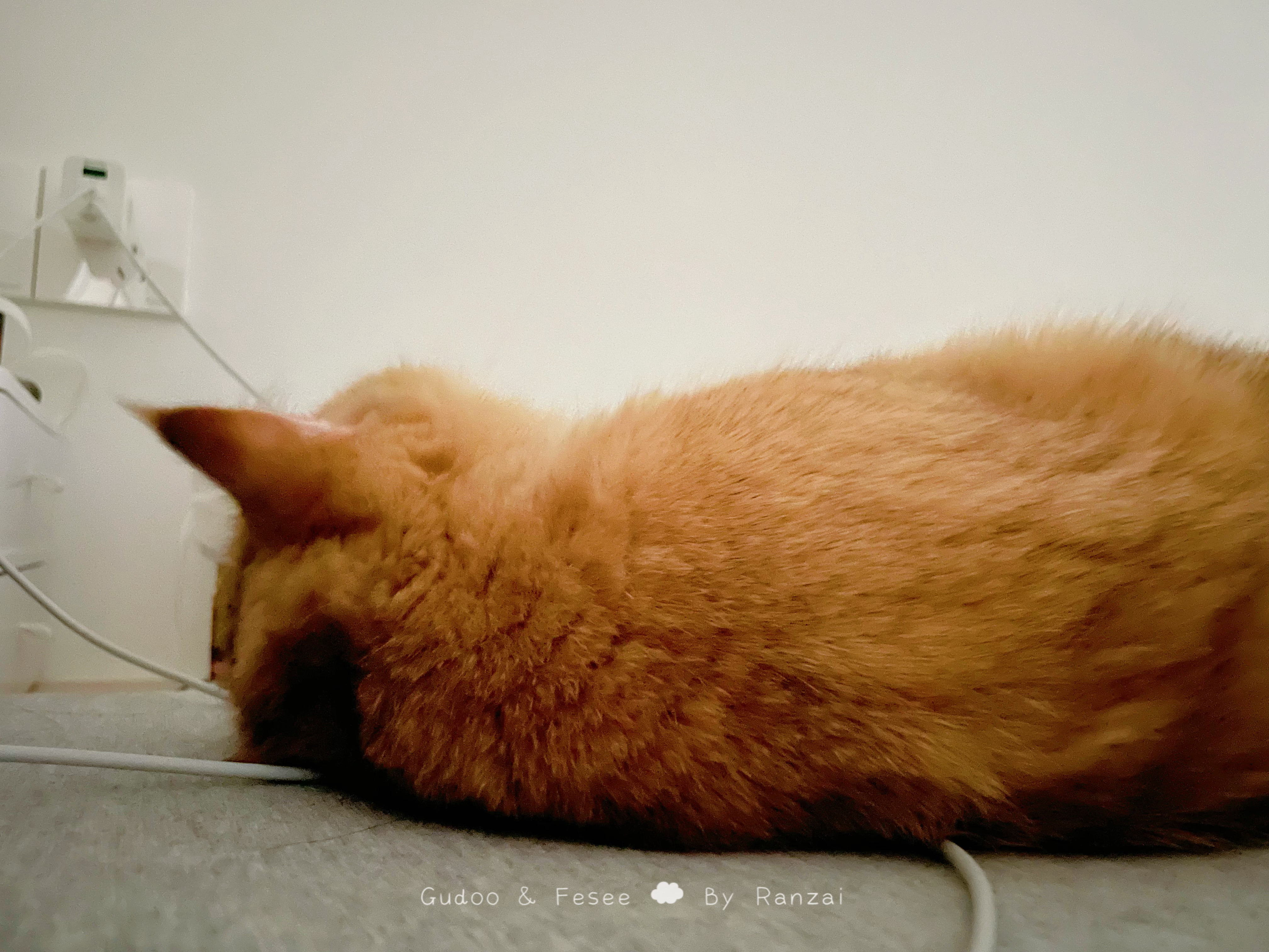 谁懂这种感觉啊，有小猫可以依靠[抱一抱]#菇冬怎么肥四[超话]##动物奇遇记# 