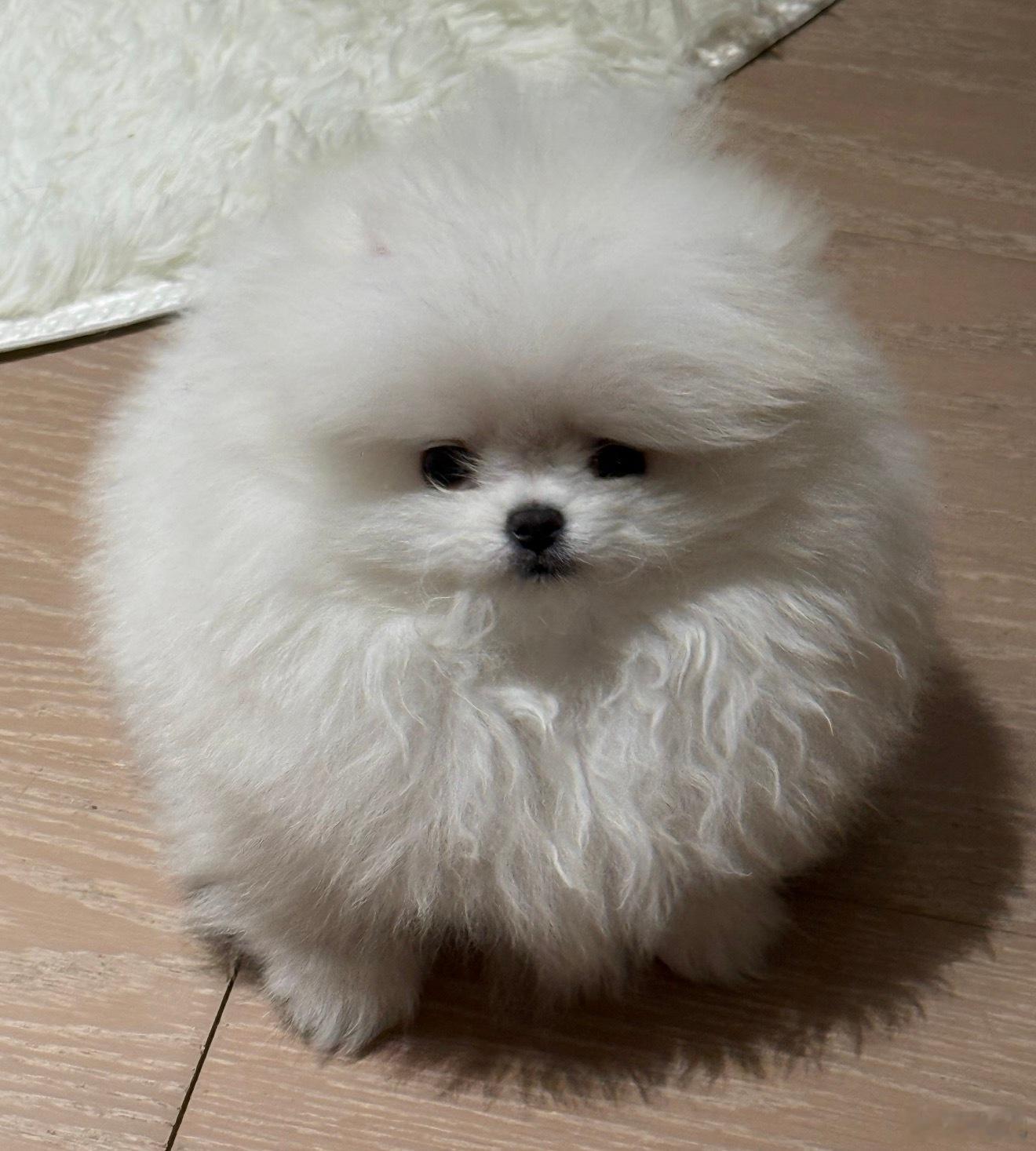 委屈小狗 