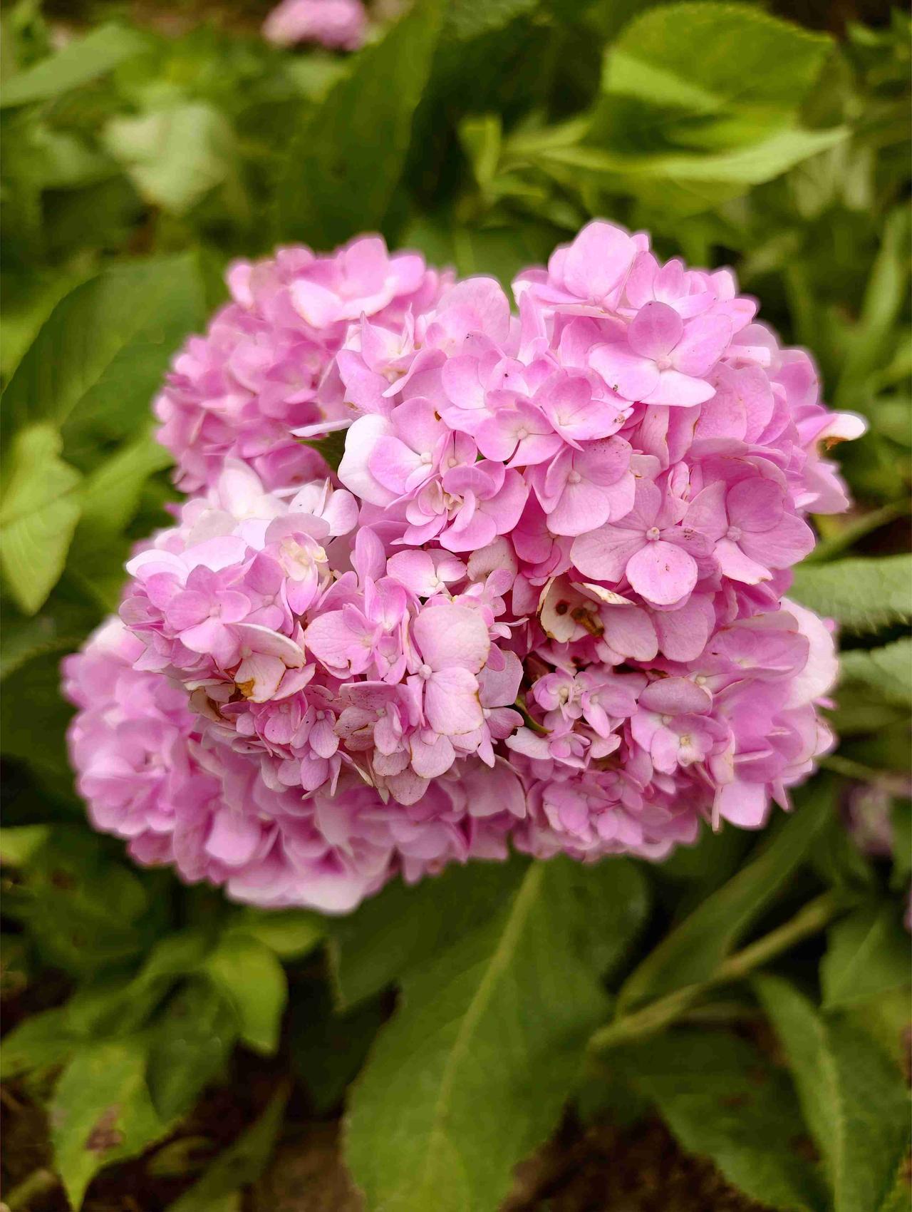 当天是个闷热天的时候，也就有点烦躁～只好看看花🌸唤回好心情

看正在移栽的绣球