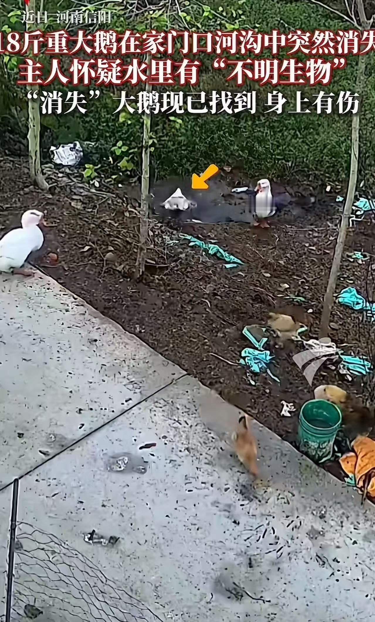 家门口水塘惊现怪事！河南信阳的一个普通乡村，突然因为一只18斤的大鹅引发了全民热