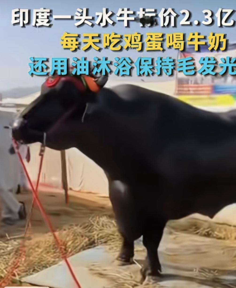 印度牛每天吃鸡蛋，喝牛奶保持毛发油亮买出2.3亿卢币.