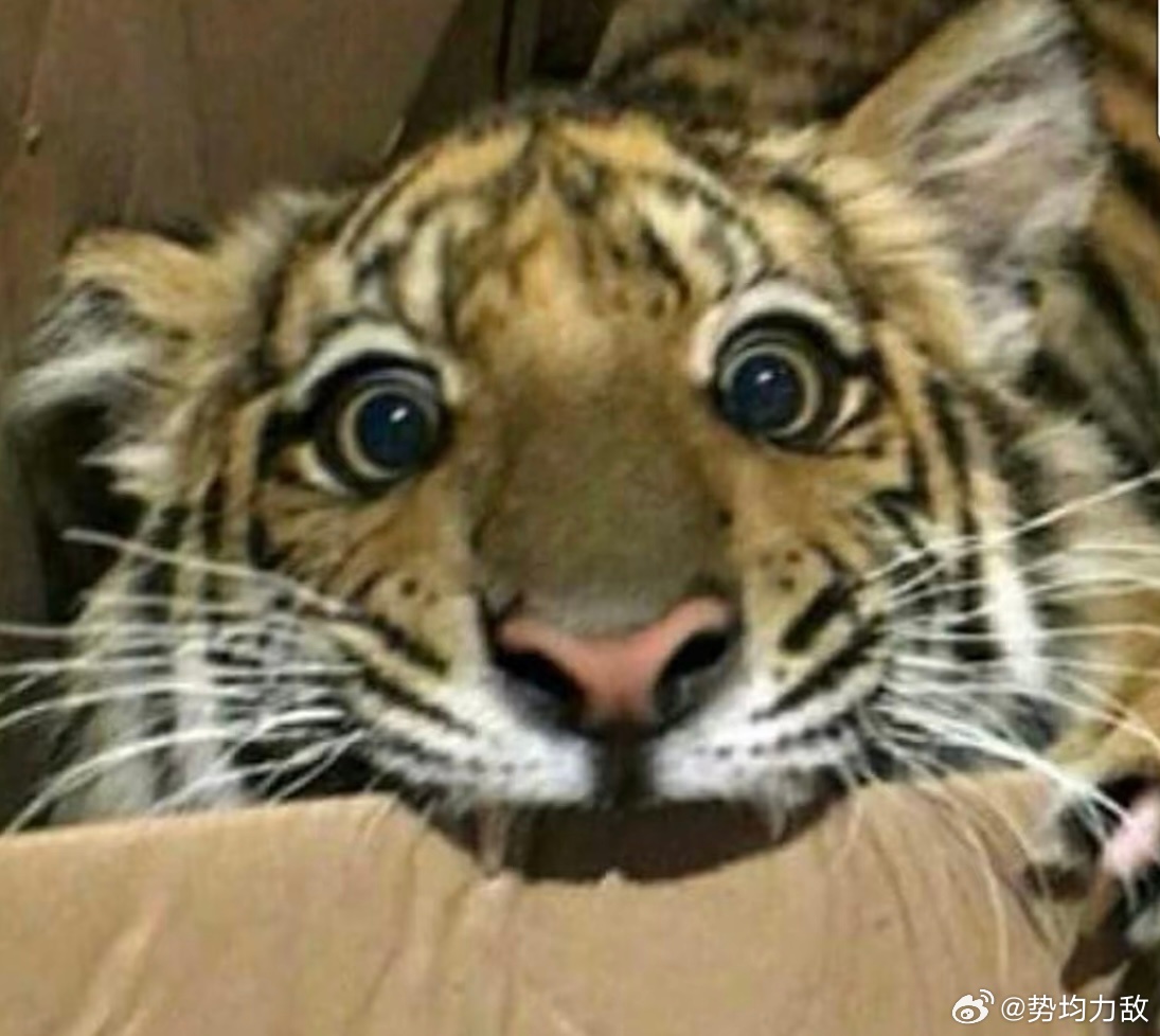 每天与老虎对视三分钟，可以有效改善猥琐懦弱的习惯，老虎的眼睛会让你的雄心越来越强