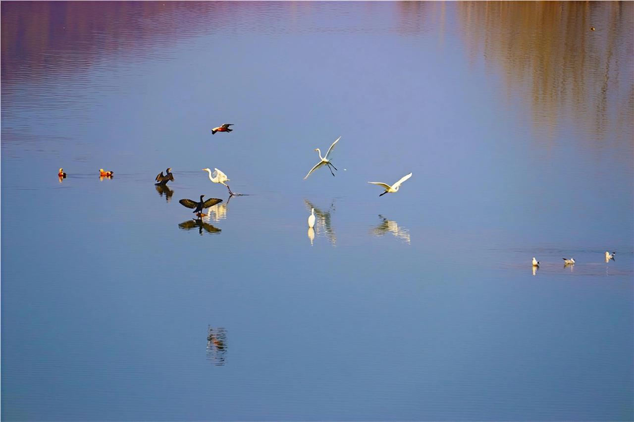你敢信吗？就在咱们南阳西峡，一条曾经的荒滩野河，如今成了白鹭成群、野鸭嬉戏的"鸟