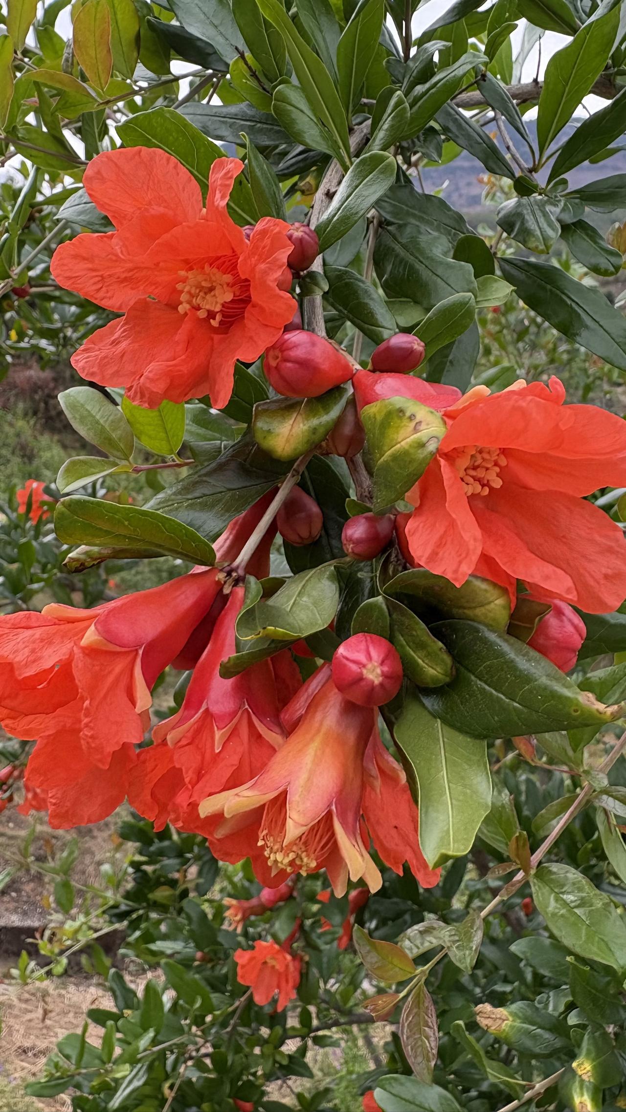 突尼斯软籽石榴的花朵，这也太多了吧