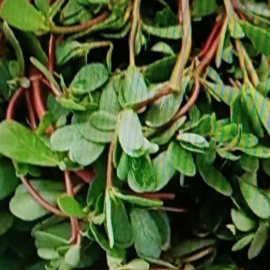 最近听说医生发现常吃马齿苋肝脏或收获三个好处，网上还流传它能在40小时内清除肝脏