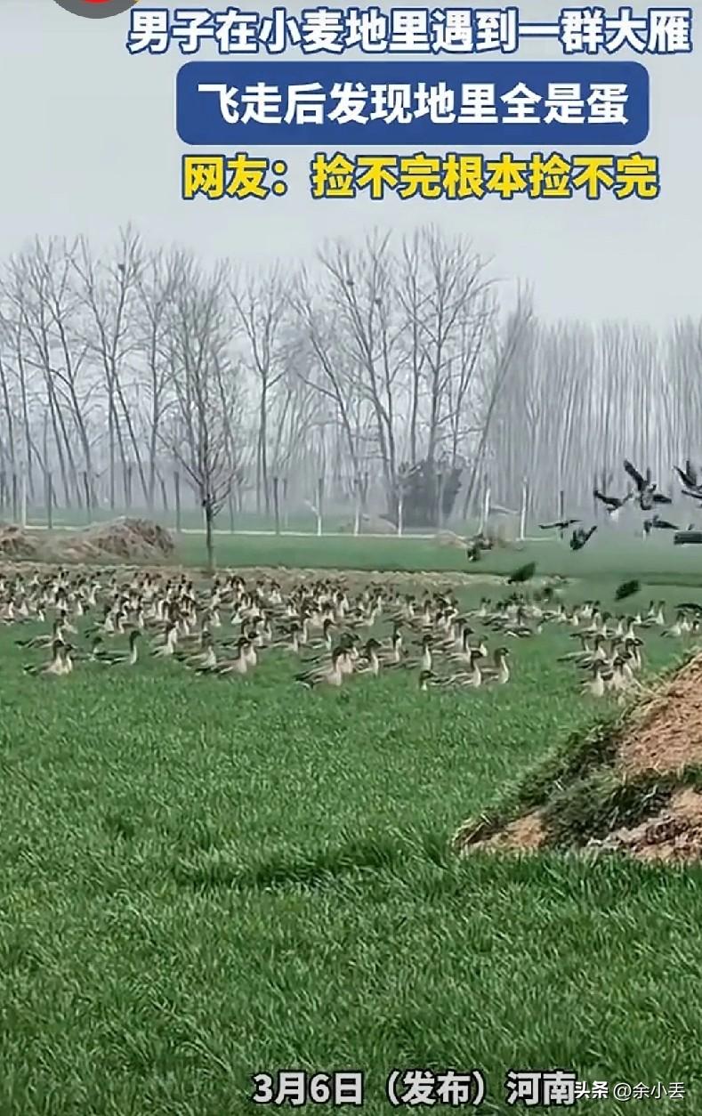 男子路过麦田，意外撞见一大群野雁，走近一看满地都是蛋，太惊喜了
 
你们有没有在