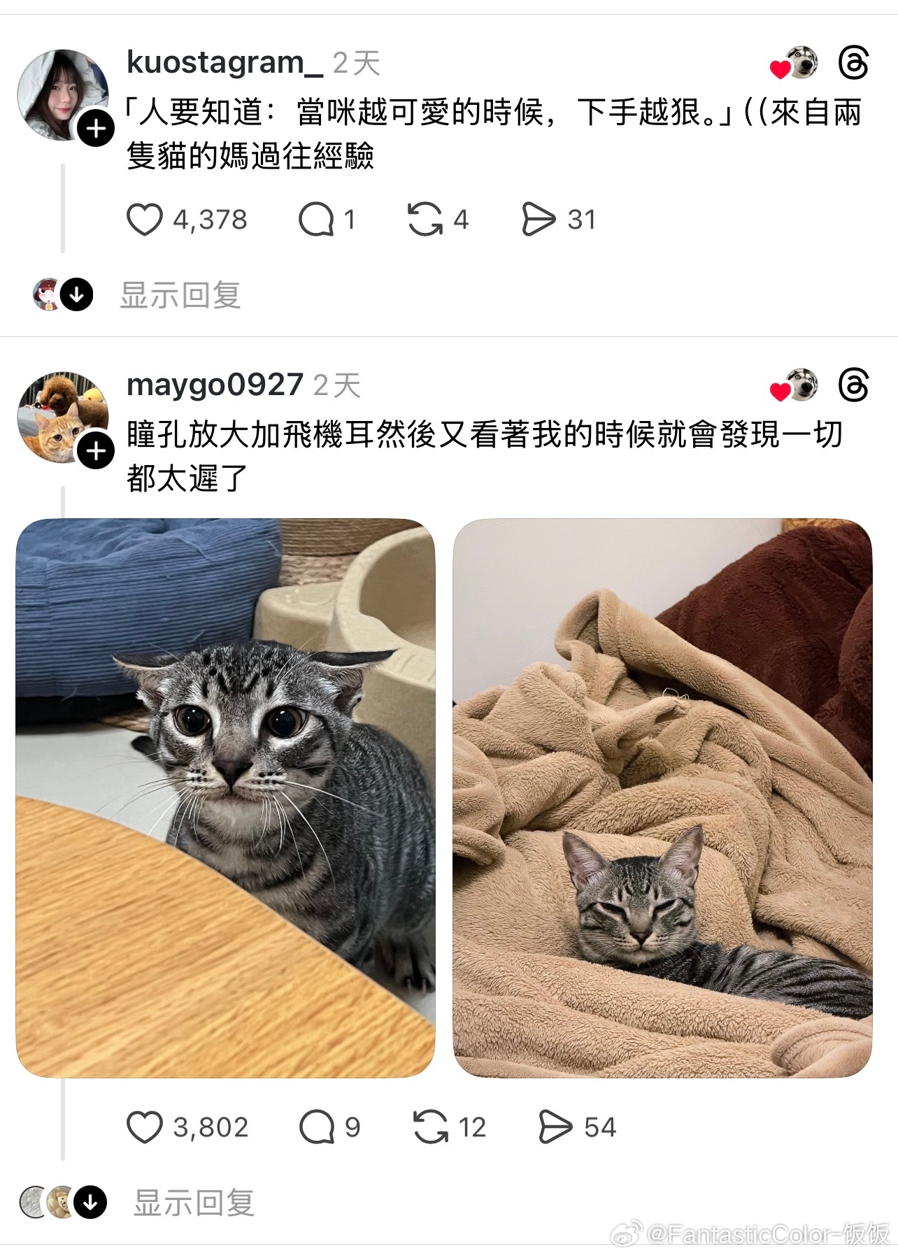猫咪的狩猎模式 