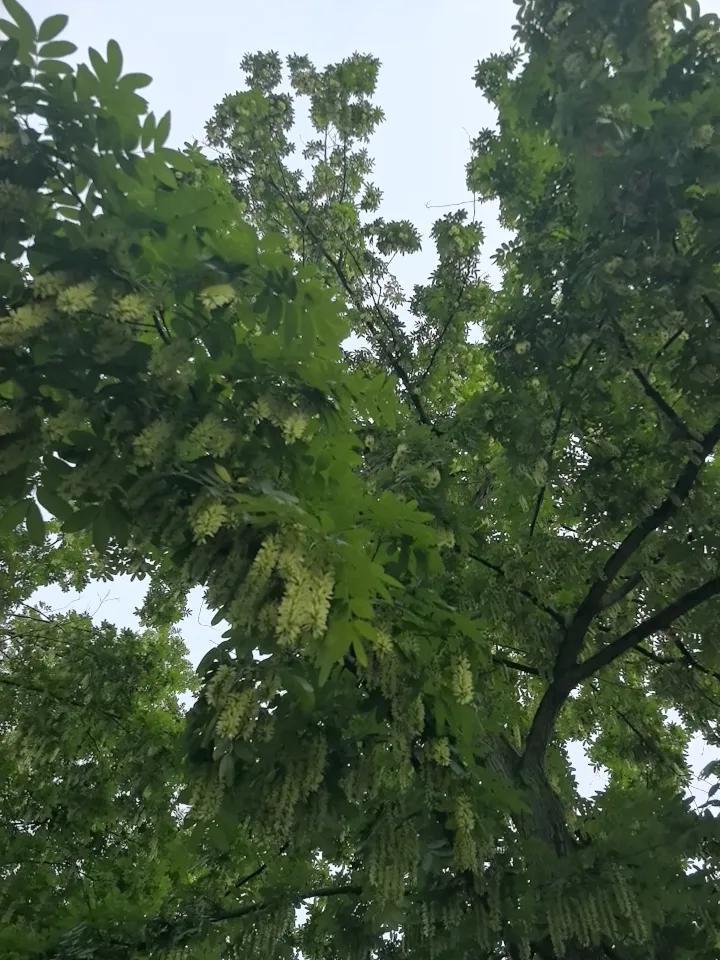 一棵树的坚守

文／游明刚

习惯让风，撩拨叶子的光影
短暂停歇的鸟声
从不在意