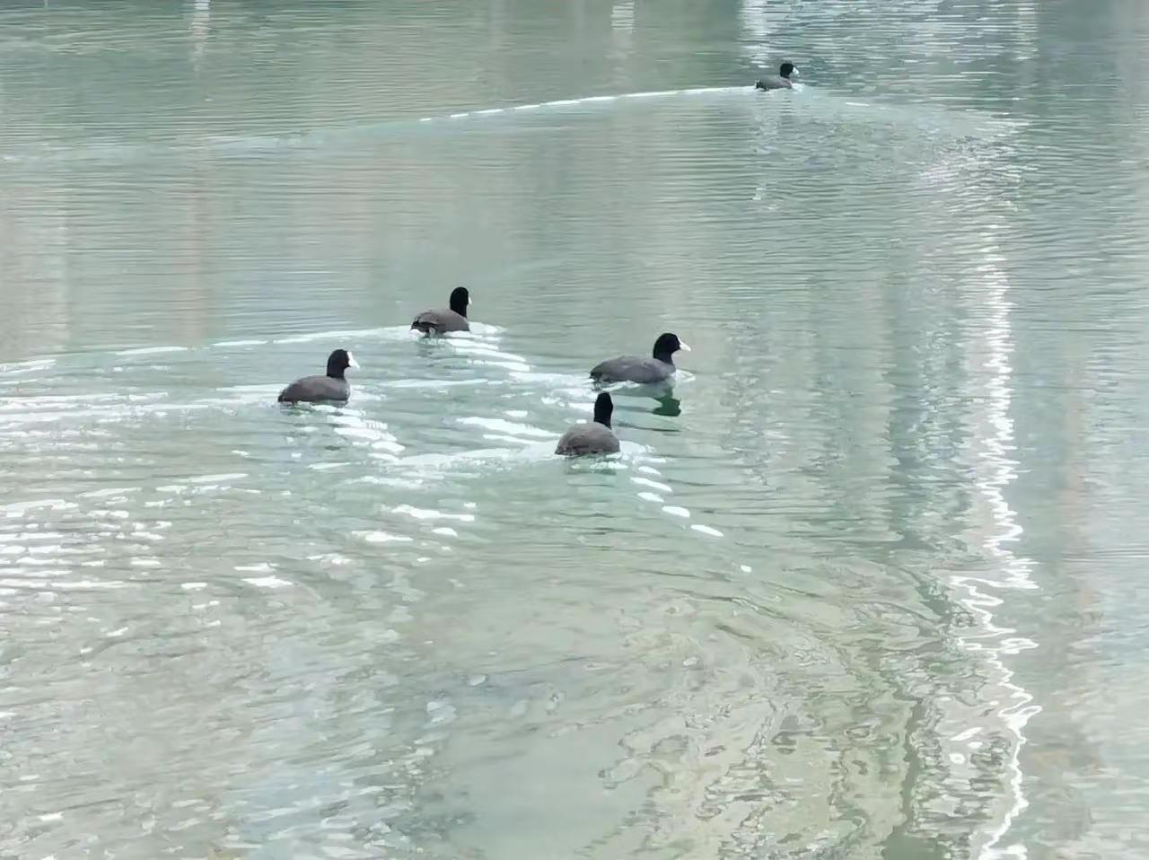 大汶河湿地的野鸭。