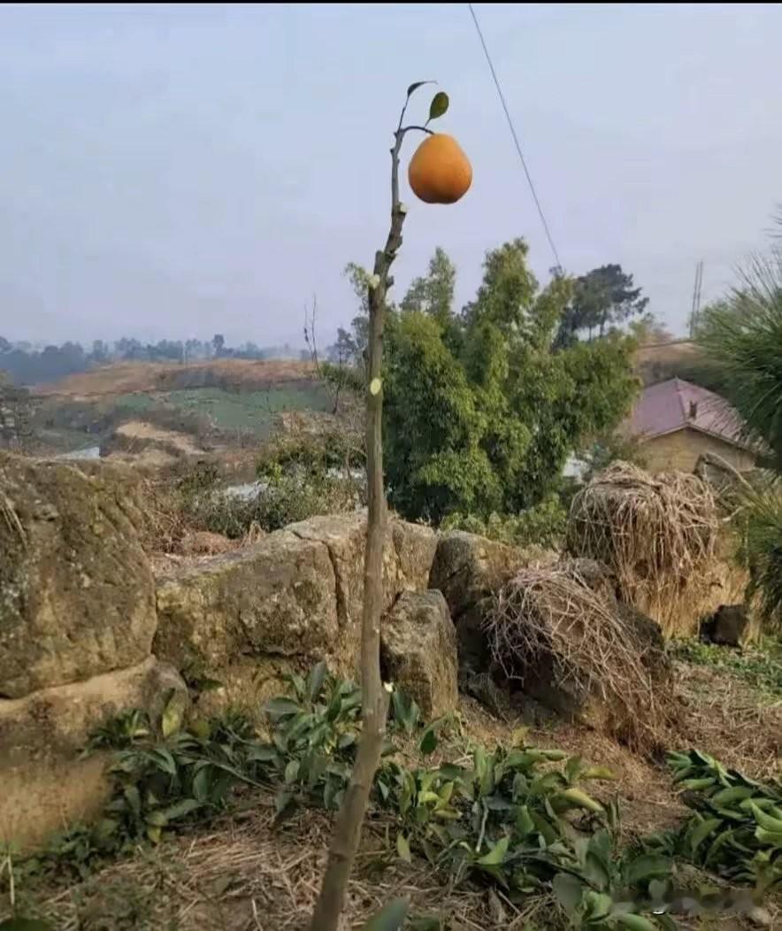 这颗桔子树是经过专家修剪的树，我看到专家也不过如此，大家看看这样修剪，明天桔子树