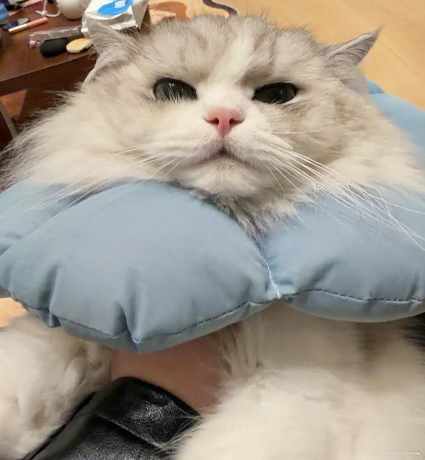 不丢小丢一朵花😺 