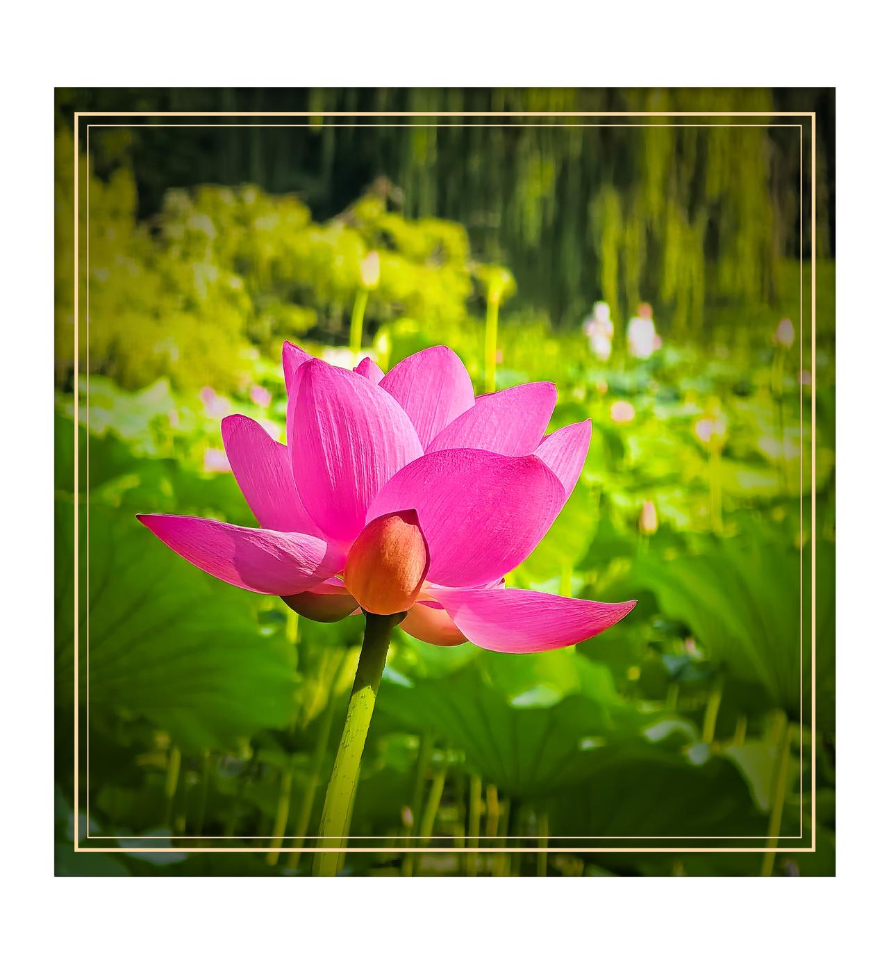 相册里最满意的照片夏日听蛙声观荷花
