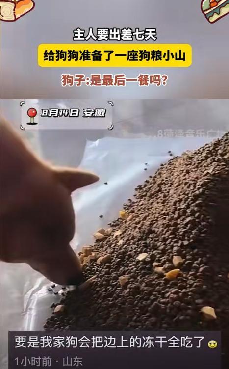 “笑不活了！”浙江，狗主人需要出差一周，担心饿到狗子，灵机一动，竟然选择一次性倒