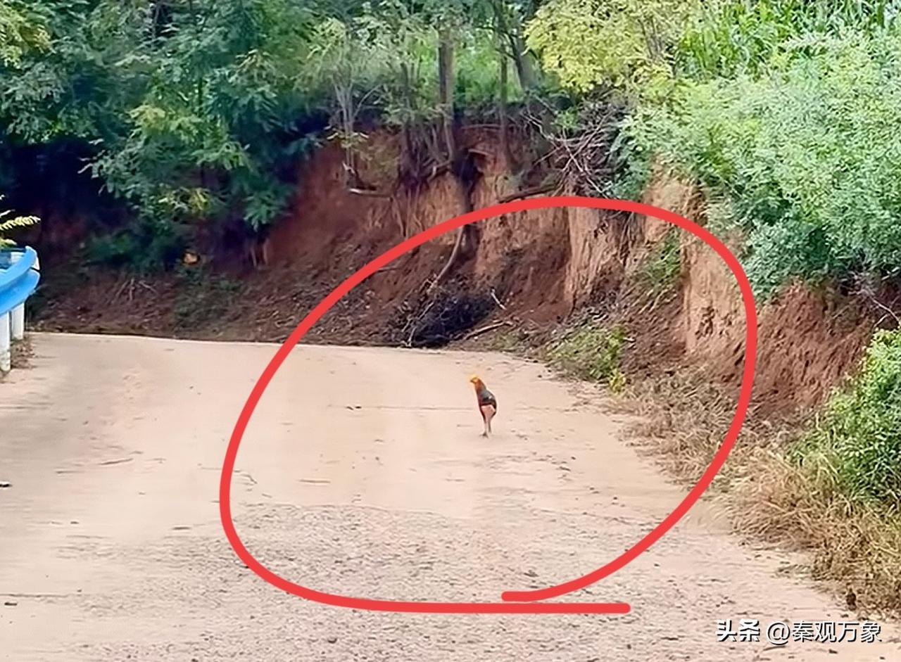 秦岭山路，遇到的，不知道是什么鸟类，很漂亮，谁见过？秦岭
